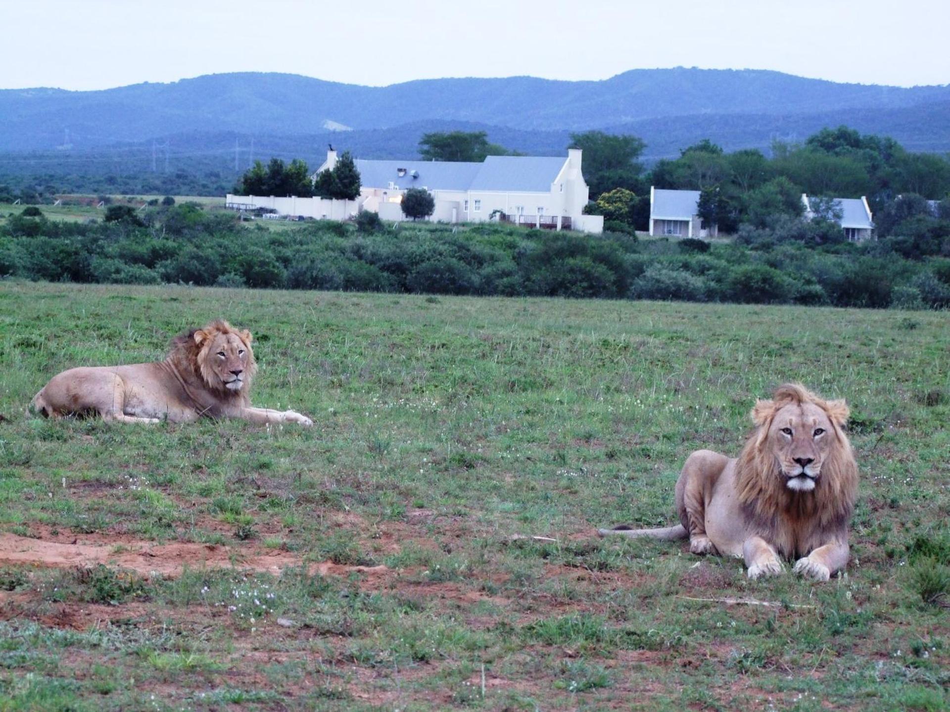 Riverbend Lodge Addo Extérieur photo